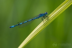 Southern Damselfly