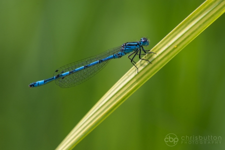 Southern Damselfly