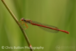 Small Red Damselfly