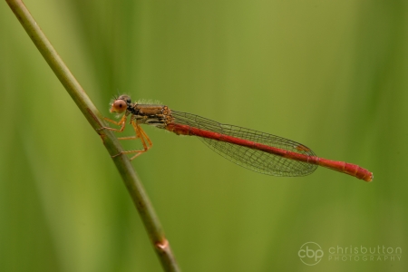 Small Red Damselfly
