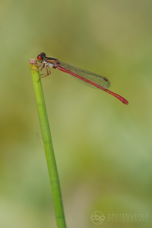 Small Red Damselfly
