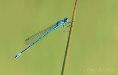 Azure Damselfly