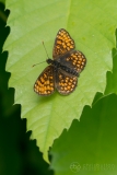 Heath Fritillary