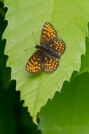 Heath Fritillary