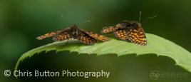 Heath Fritillary