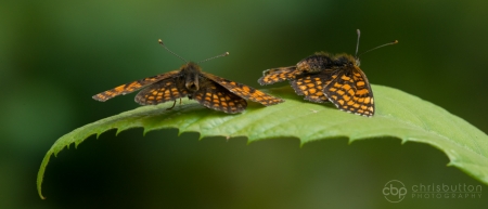 Heath Fritillary