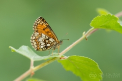 Heath Fritillary