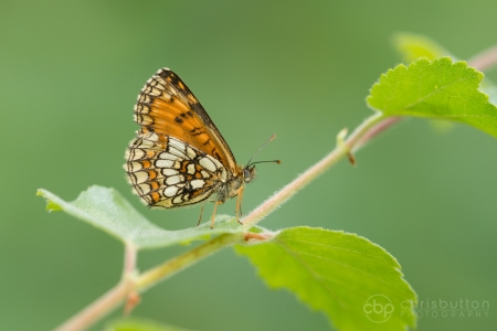 Heath Fritillary