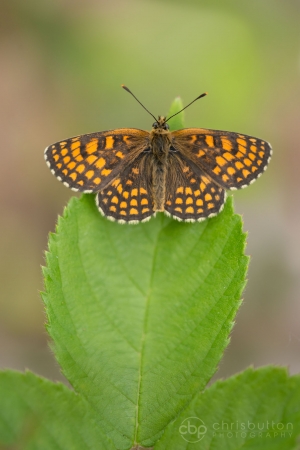 Heath Fritillary