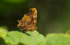 Comma