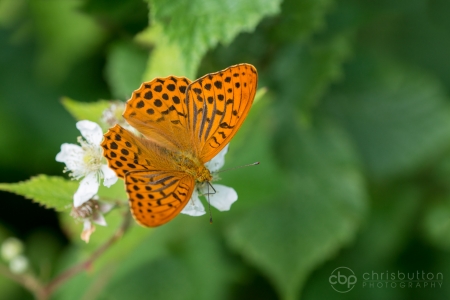 Silver-washed Fritillary