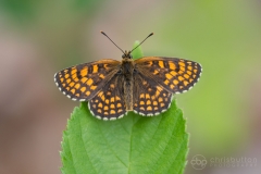 Heath Fritillary
