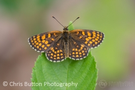 Heath Fritillary