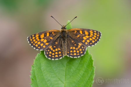 Heath Fritillary