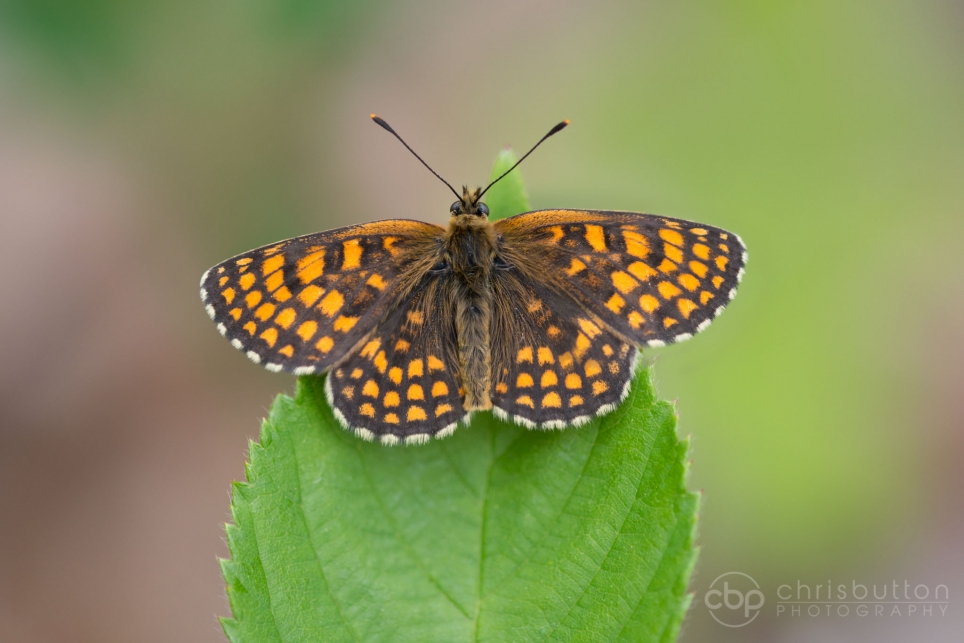 Heath Fritillary