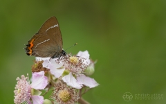 White-letter Hairstreak