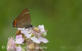 White-letter Hairstreak