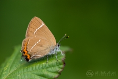 White-letter Hairstreak