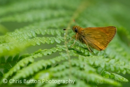 Large Skipper