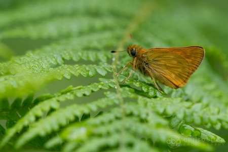 Large Skipper