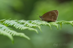 Ringlet