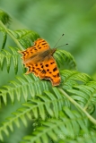 Comma