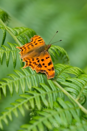 Comma