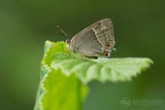 Purple Hairstreak