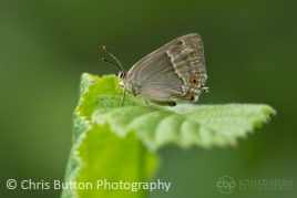 Purple Hairstreak