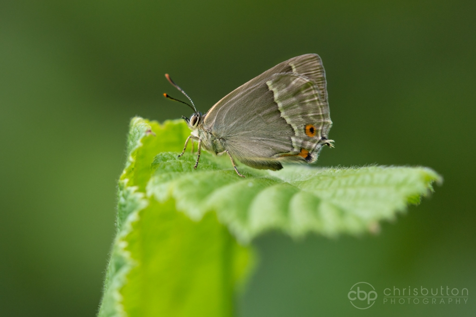 Purple Hairstreak
