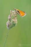 Small Skipper