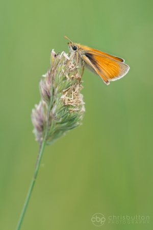 Small Skipper