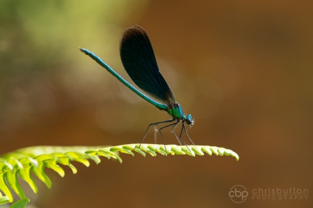 Beautiful Demoiselle