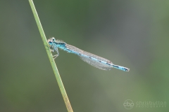 Southern Damselfly
