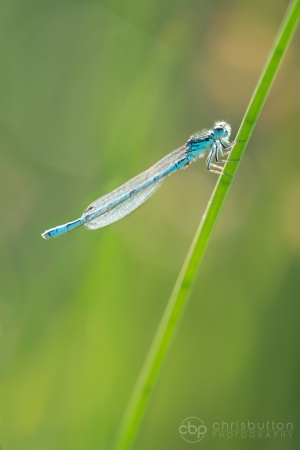 Southern Damselfly