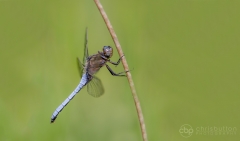 Keeled Skimmer