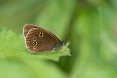 Ringlet