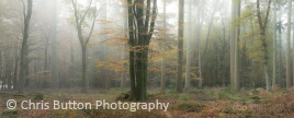 Knightwood Inclosure
