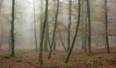 Knightwood Inclosure