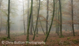 Knightwood Inclosure