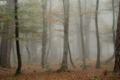 Knightwood Inclosure