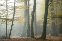 Knightwood Inclosure