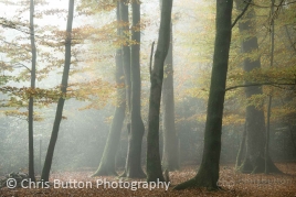 Knightwood Inclosure