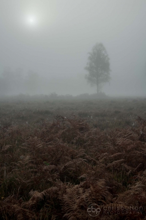 Knightwood Inclosure