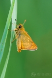 Large Skipper