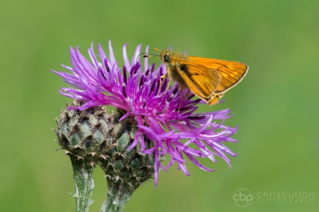 Large Skipper