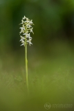 Lesser Butterfly Orchid
