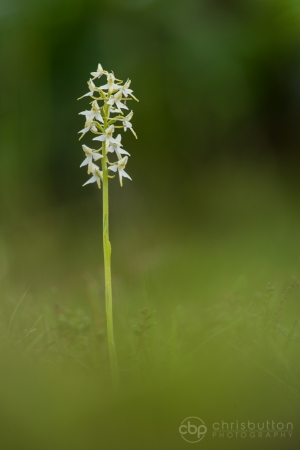 Lesser Butterfly Orchid