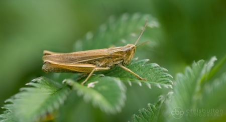 Lesser Marsh Grasshopper