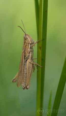 Lesser Marsh Grasshopper